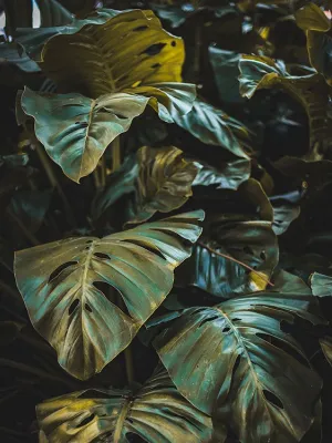 Maria Luisa Cavalcanti